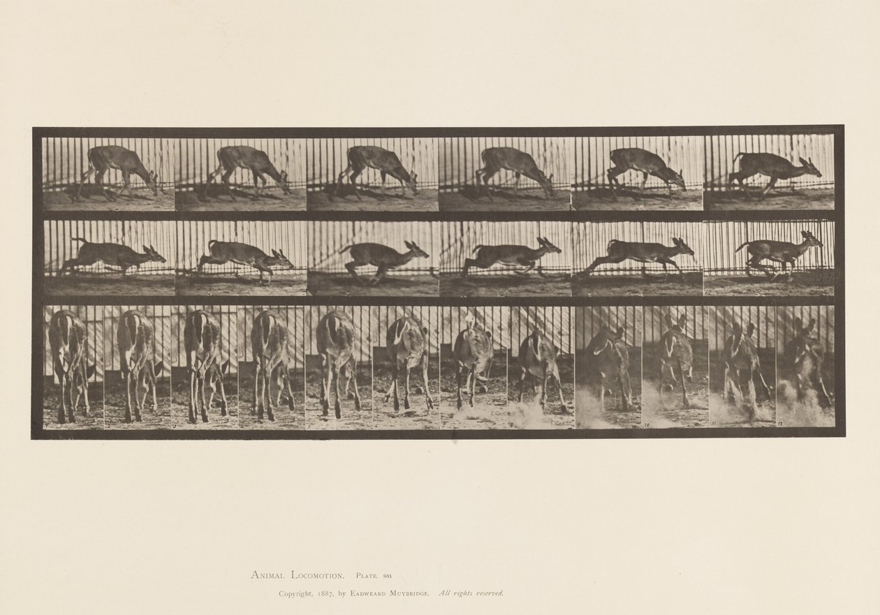 tábla 681. Virginia Deer; (Nincs agancs) Buck Walking alkotó: Eadweard Muybridge