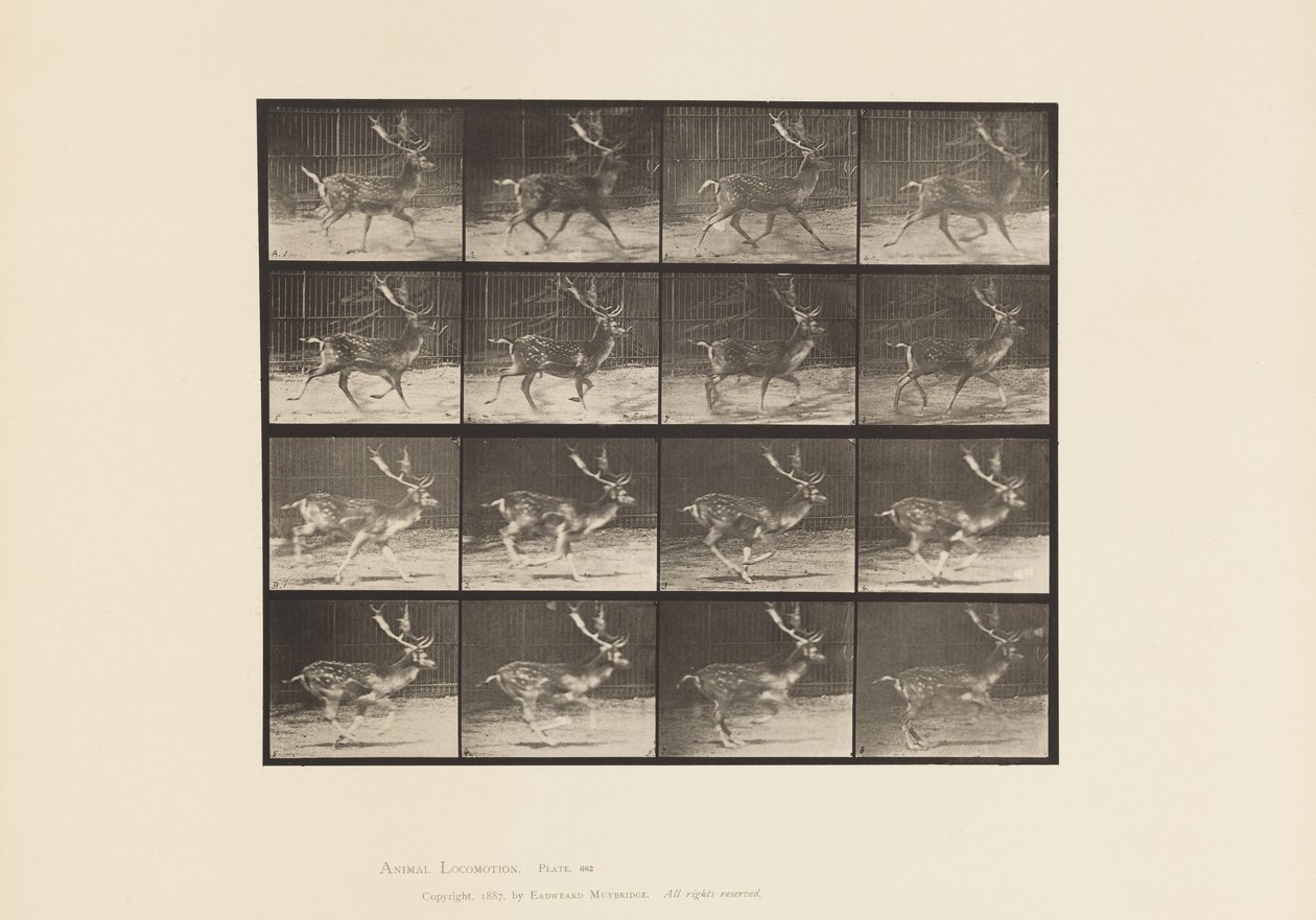 tábla 682. Ugar; Bak; A, Ügető; B, Vágtázó alkotó: Eadweard Muybridge
