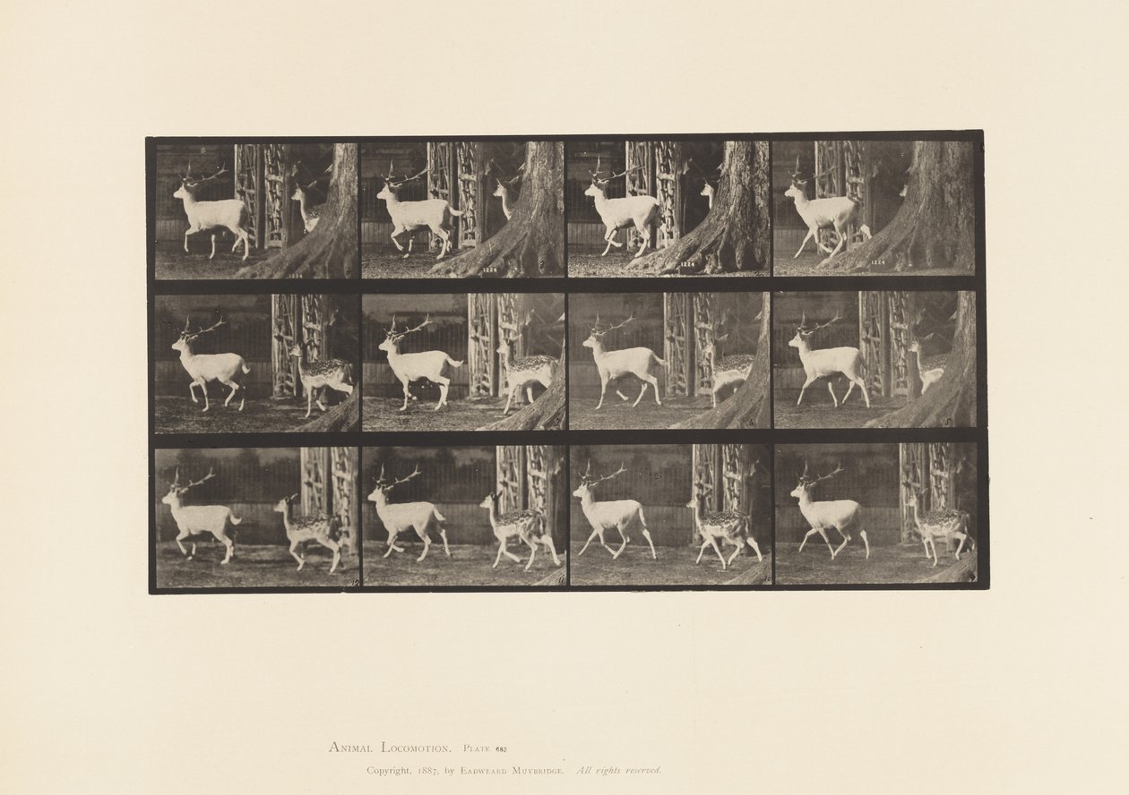 tábla 685. Dámszarvas; Buck és Doe; Ügető alkotó: Eadweard Muybridge