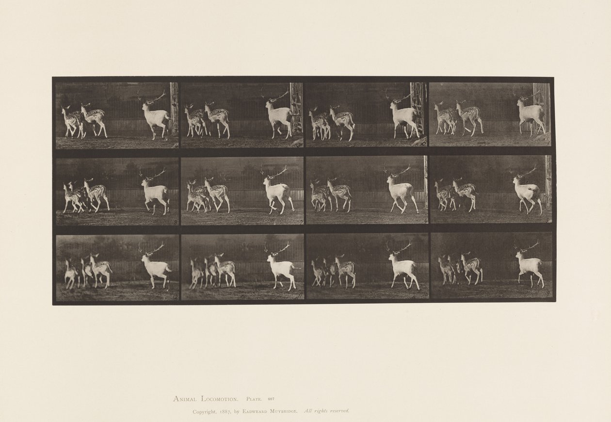 tábla 687. Dámszarvas; Buck and Group of Does; Galoppozó alkotó: Eadweard Muybridge