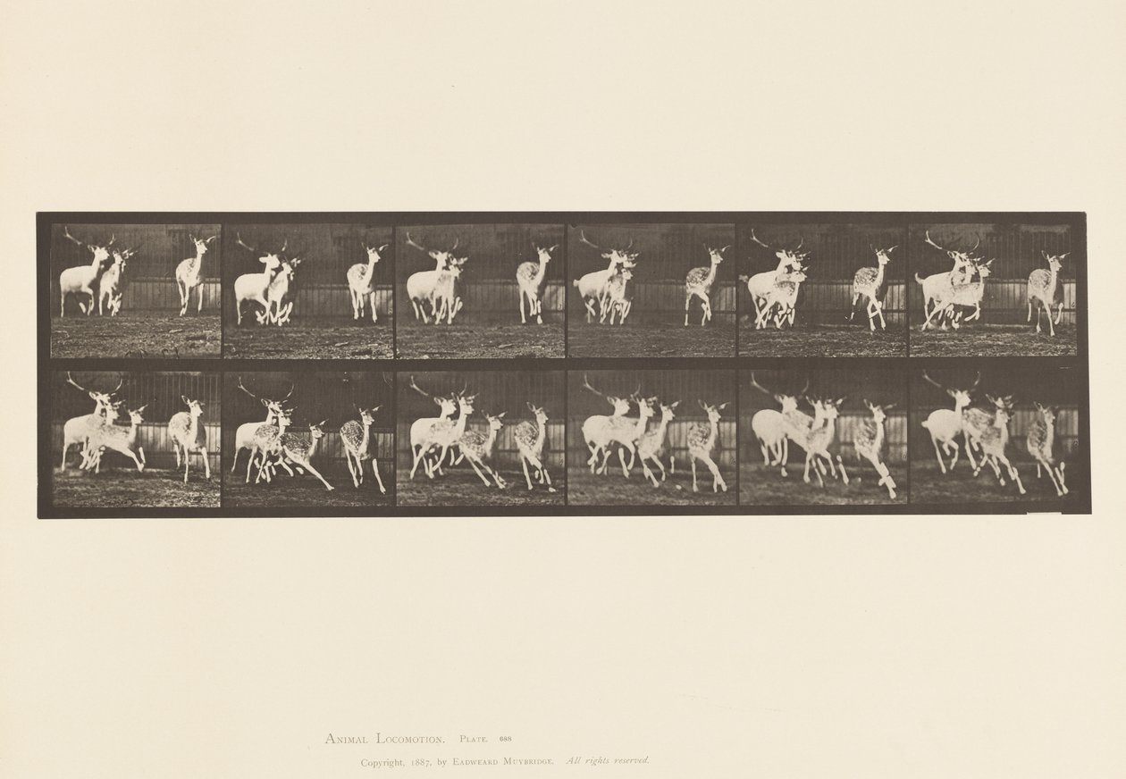 tábla 688. Dámszarvas; Buck and Group of Does; Galoppozó alkotó: Eadweard Muybridge