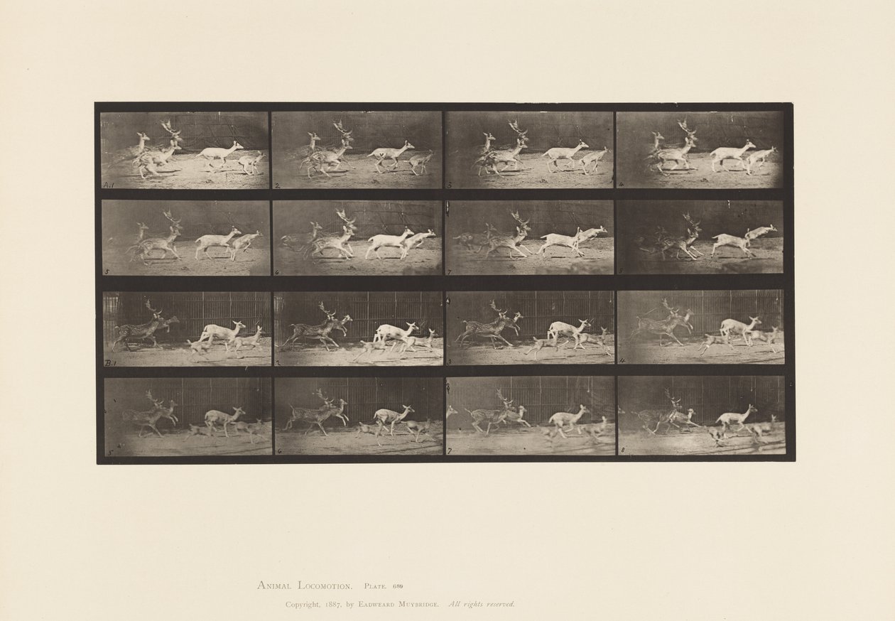 tábla 689. Dámszarvas; A, B, Buck és Does csoport; Galoppozó alkotó: Eadweard Muybridge