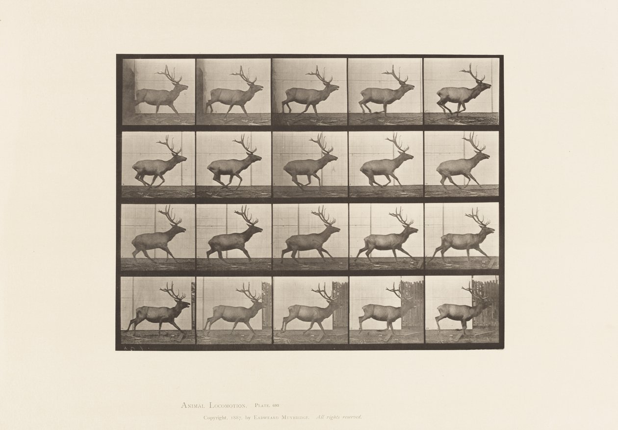 693. tábla Elk, Vágta alkotó: Eadweard Muybridge