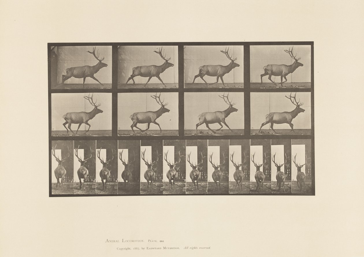 694. tábla Elk, Vágta alkotó: Eadweard Muybridge