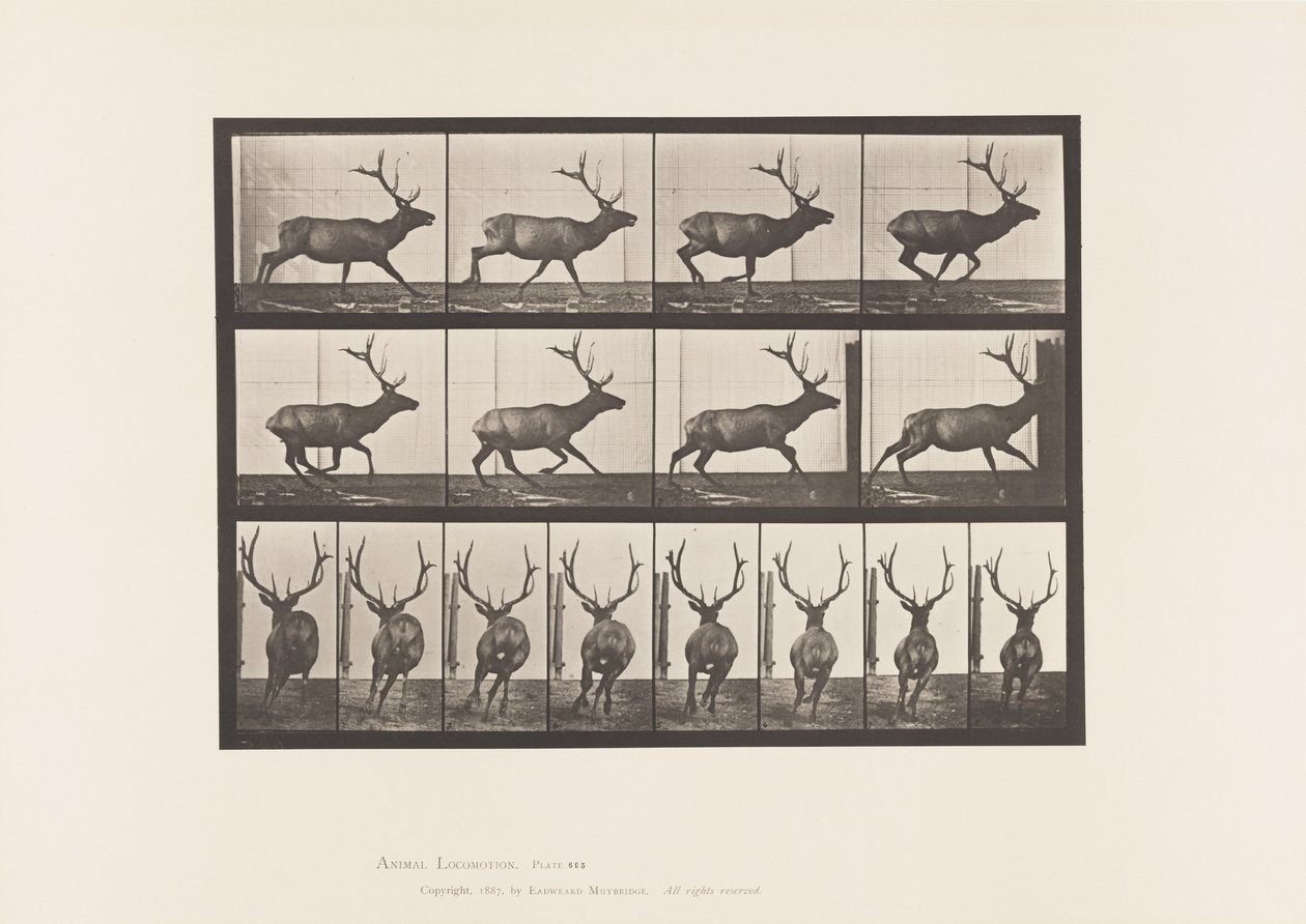 695. tábla Elk, Vágta alkotó: Eadweard Muybridge