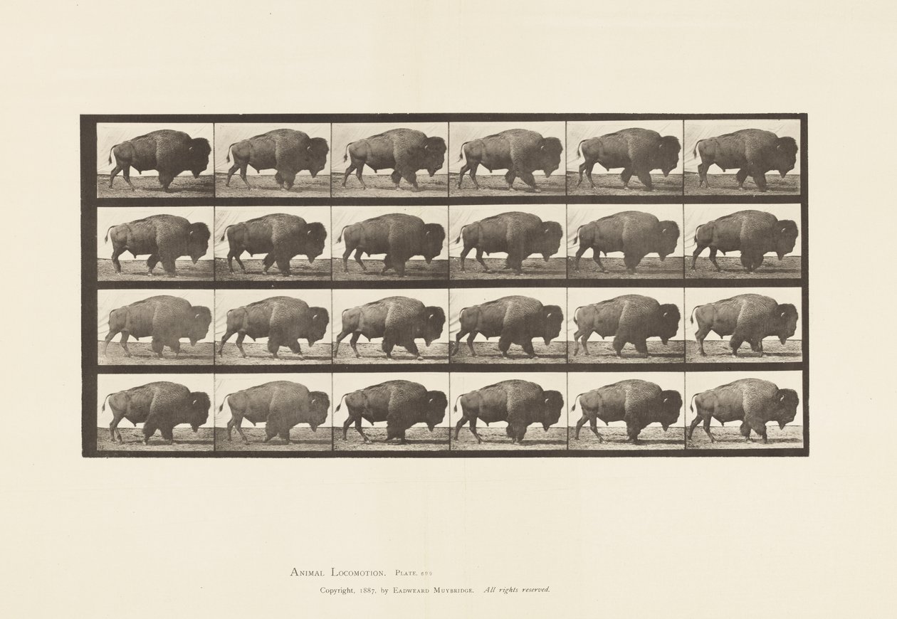 tábla 699. Buffalo; Séta alkotó: Eadweard Muybridge