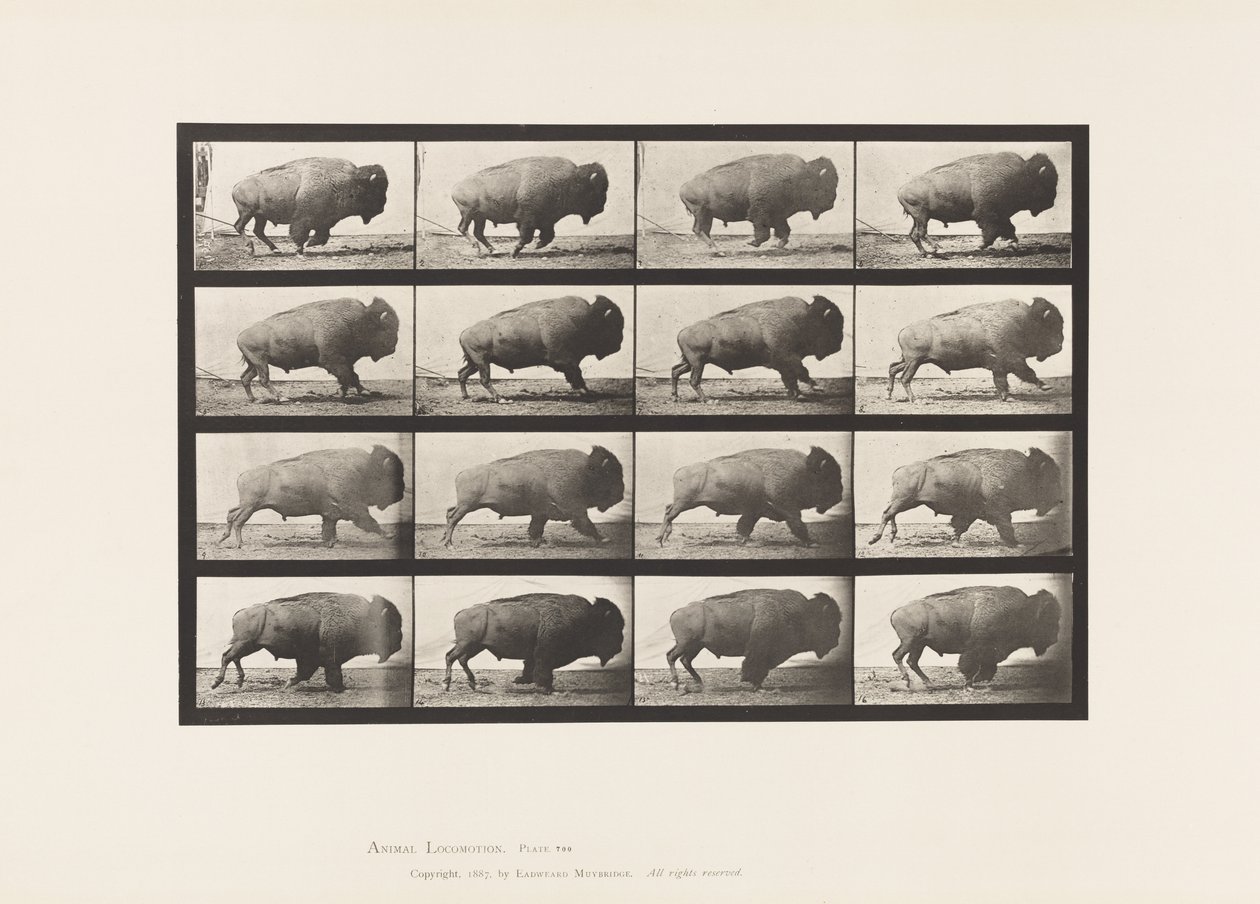 700. tábla. Buffalo; Galoppozó alkotó: Eadweard Muybridge