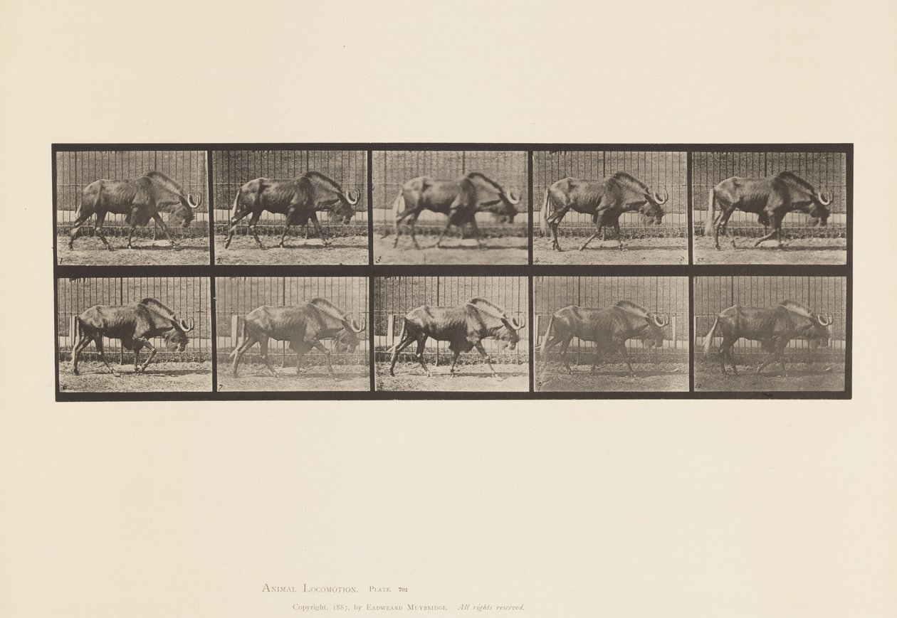 tábla 701. Gnu; Séta alkotó: Eadweard Muybridge