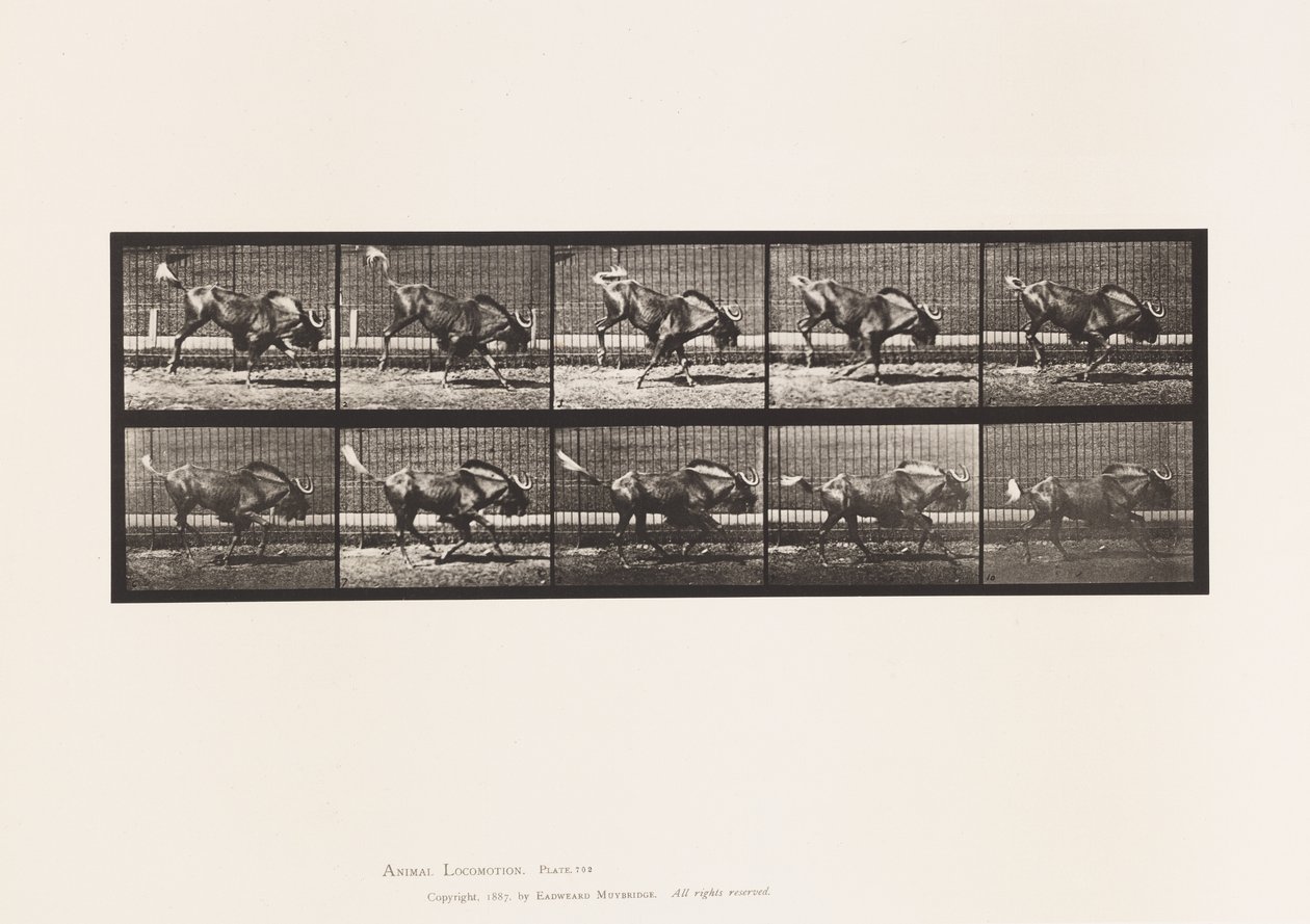 tábla 702. Gnu; Bakancs és vágta alkotó: Eadweard Muybridge