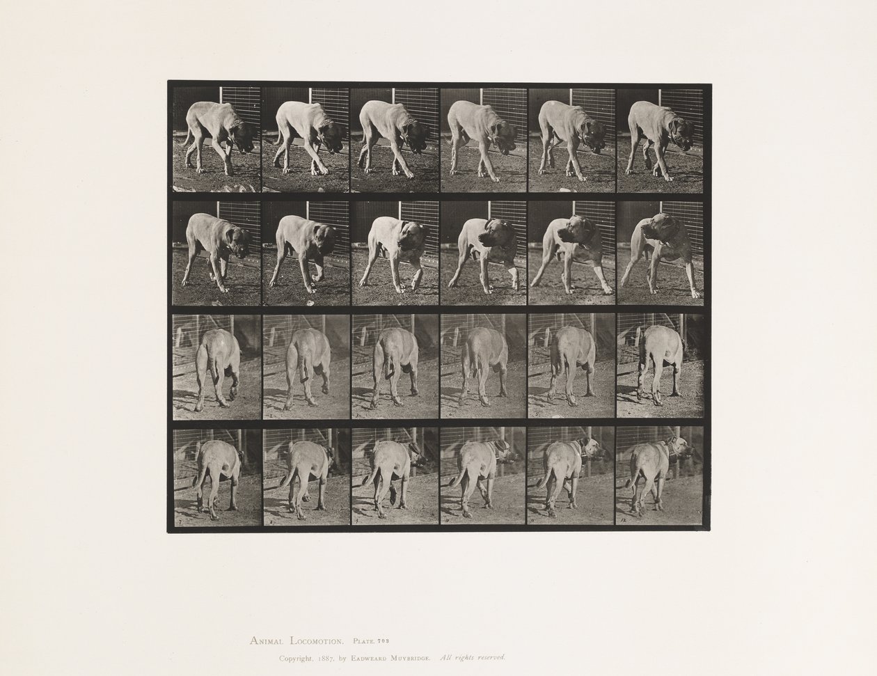 tábla 703. Kutya; Séta; – szakította félbe Masztiff-Dread alkotó: Eadweard Muybridge