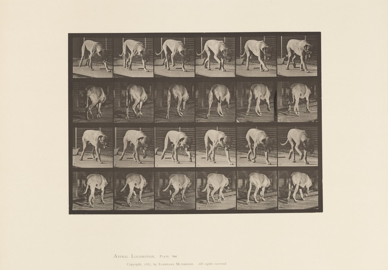 tábla 704. Kutya; Séta; Mészároskutya alkotó: Eadweard Muybridge