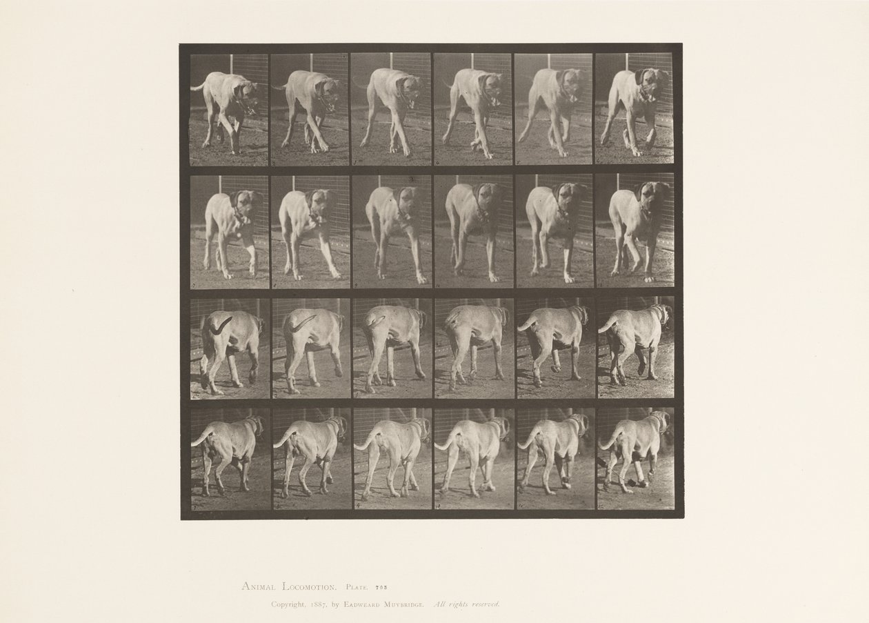 tábla 705. Kutya; Ügető; Mészároskutya alkotó: Eadweard Muybridge