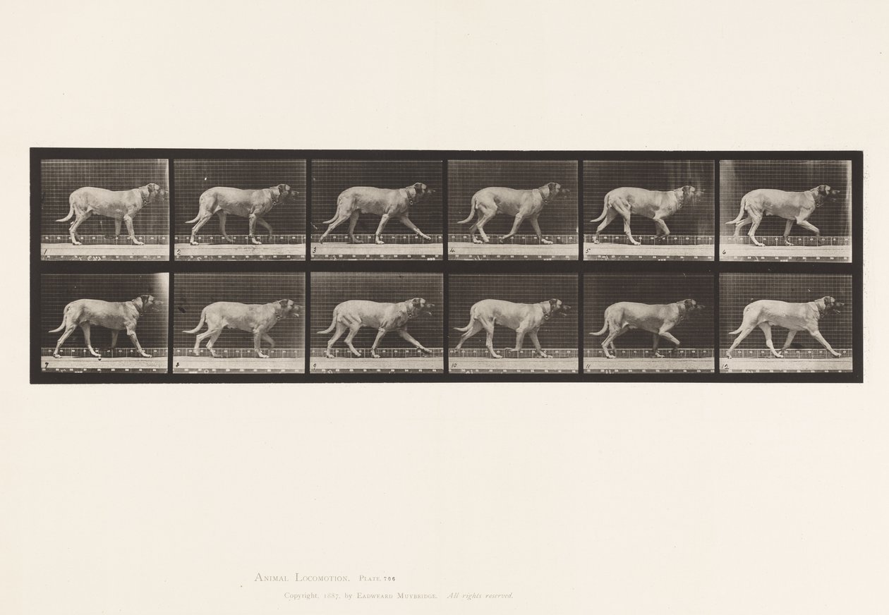 tábla 706. Kutya; Ügető; Mészároskutya alkotó: Eadweard Muybridge