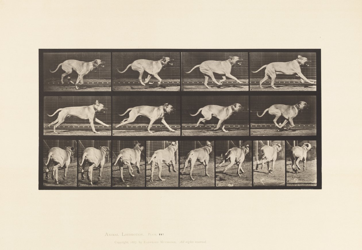 tábla 707. Kutya; Galoppozó; Mészároskutya alkotó: Eadweard Muybridge