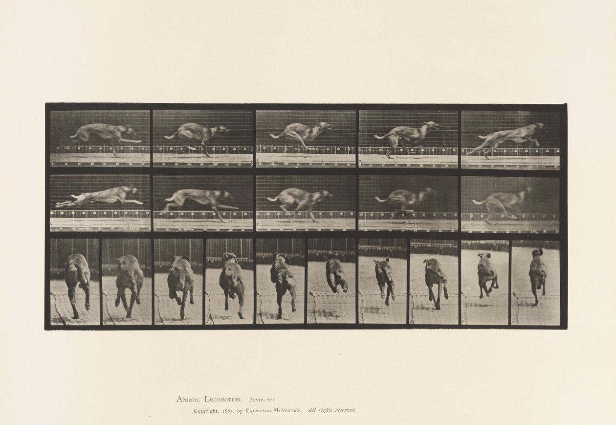 tábla 708. Kutya; Galoppozó; Barna versenykutya alkotó: Eadweard Muybridge