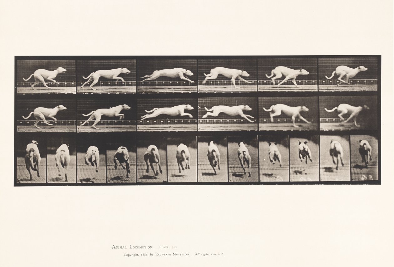 tábla 709. Kutya; Galoppozó; Fehér versenykutya Maggie alkotó: Eadweard Muybridge