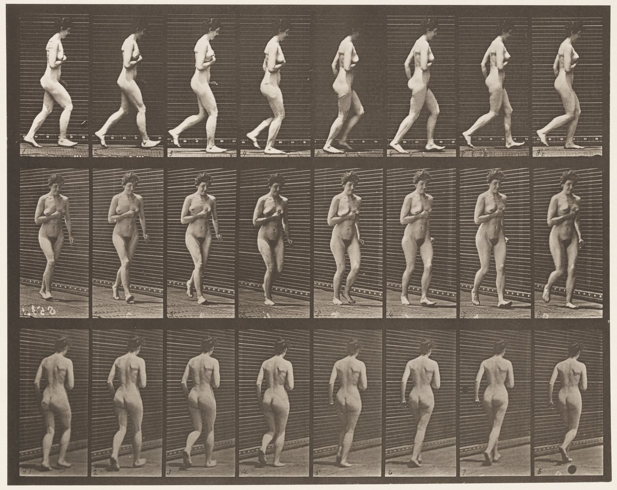 70. tábla Futó., 1872-1885 alkotó: Eadweard Muybridge