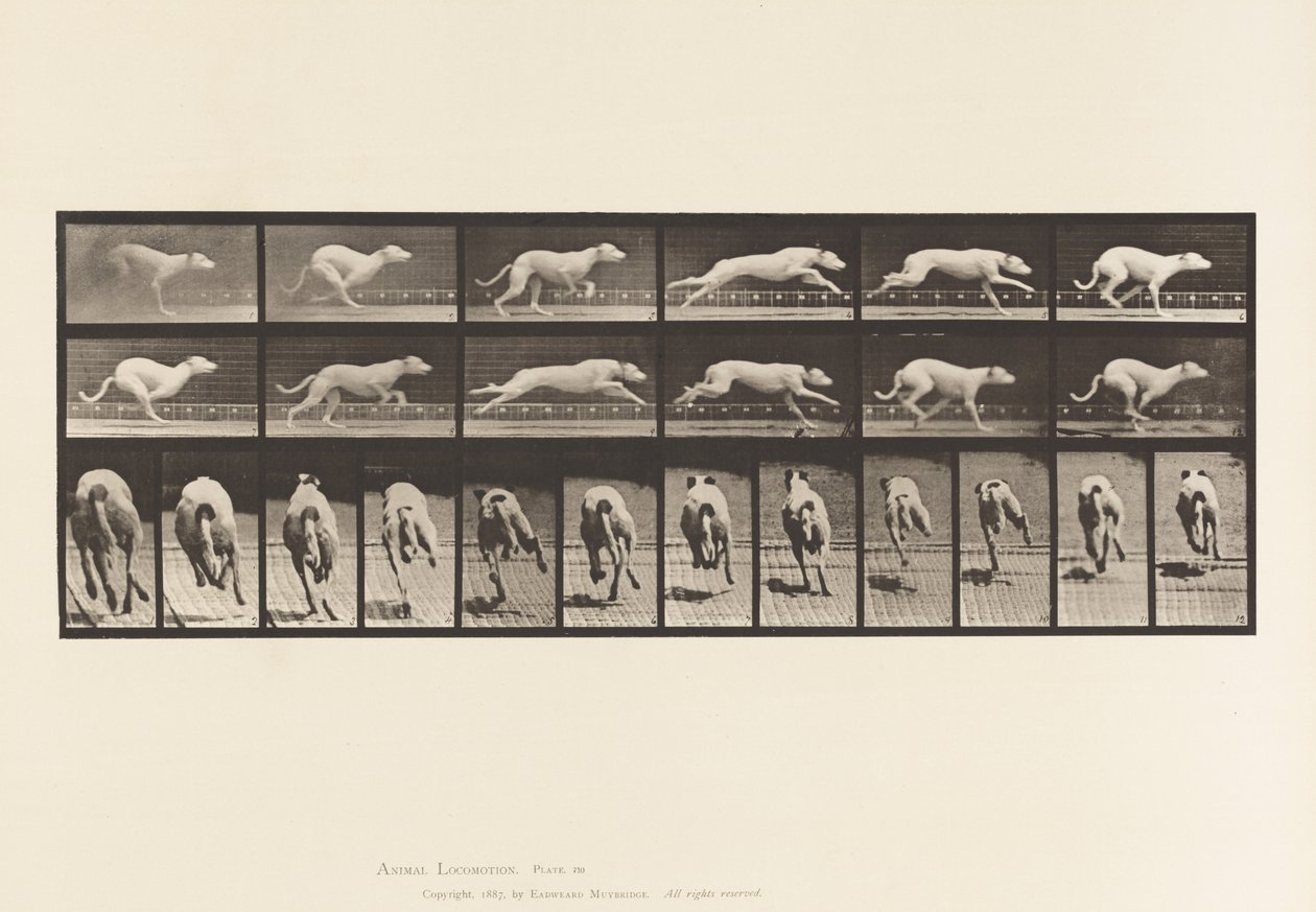 tábla 710. Kutya; Galoppozó; Fehér versenykutya Maggie alkotó: Eadweard Muybridge