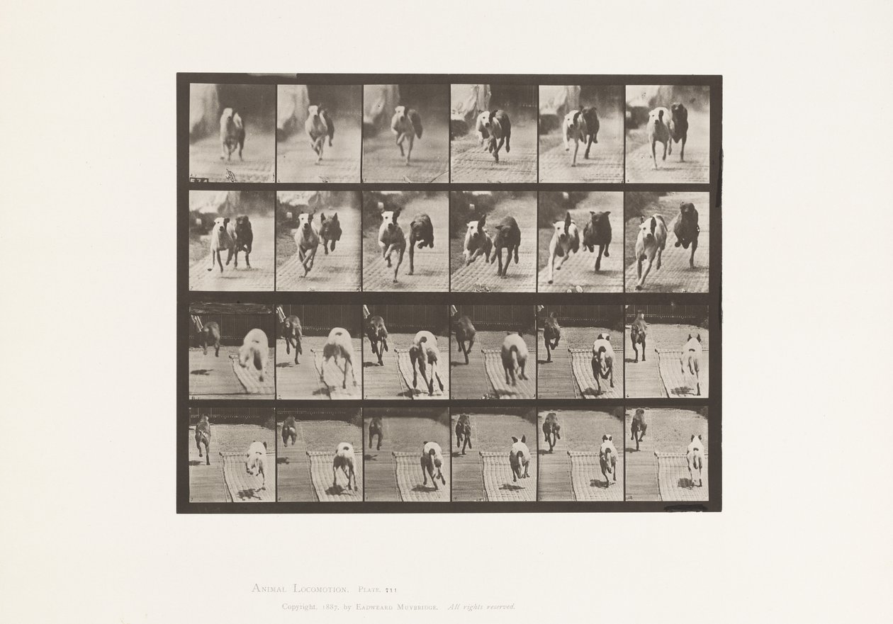 tábla 711. Kutyák; Két verseny; A, B; Versenykutyák, Ike és Maggie alkotó: Eadweard Muybridge