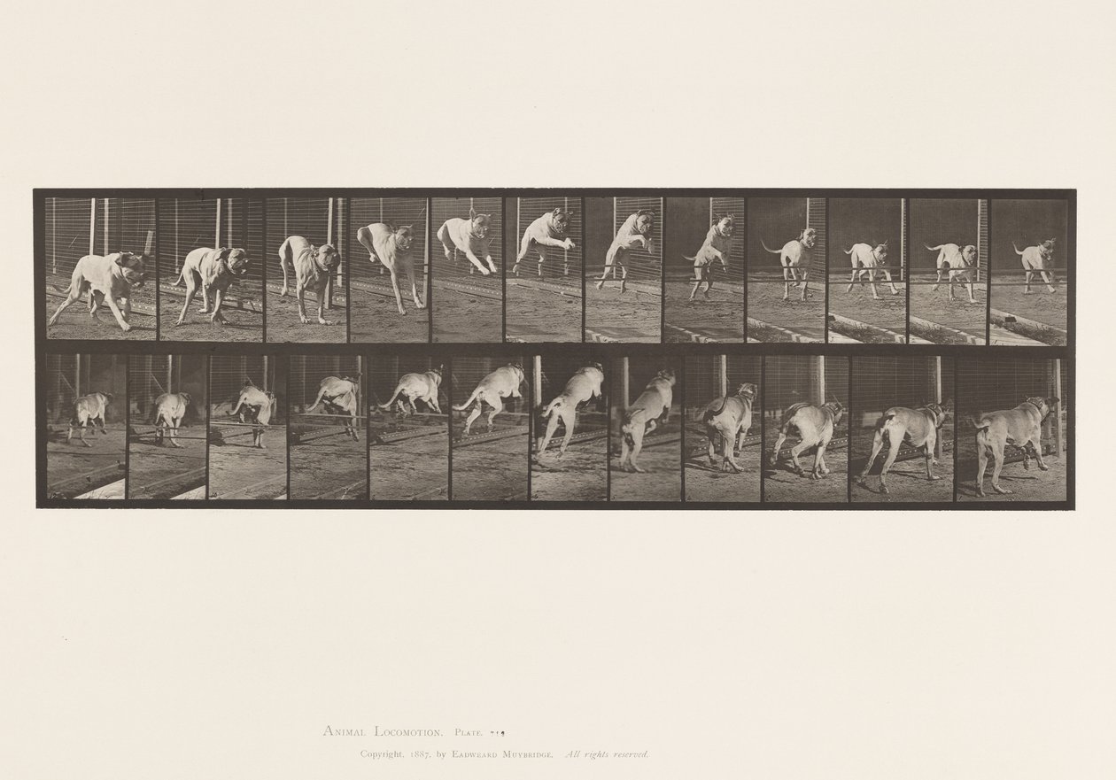 tábla 712. Kutya; Ugrás akadály; Masztiff, rettegés alkotó: Eadweard Muybridge