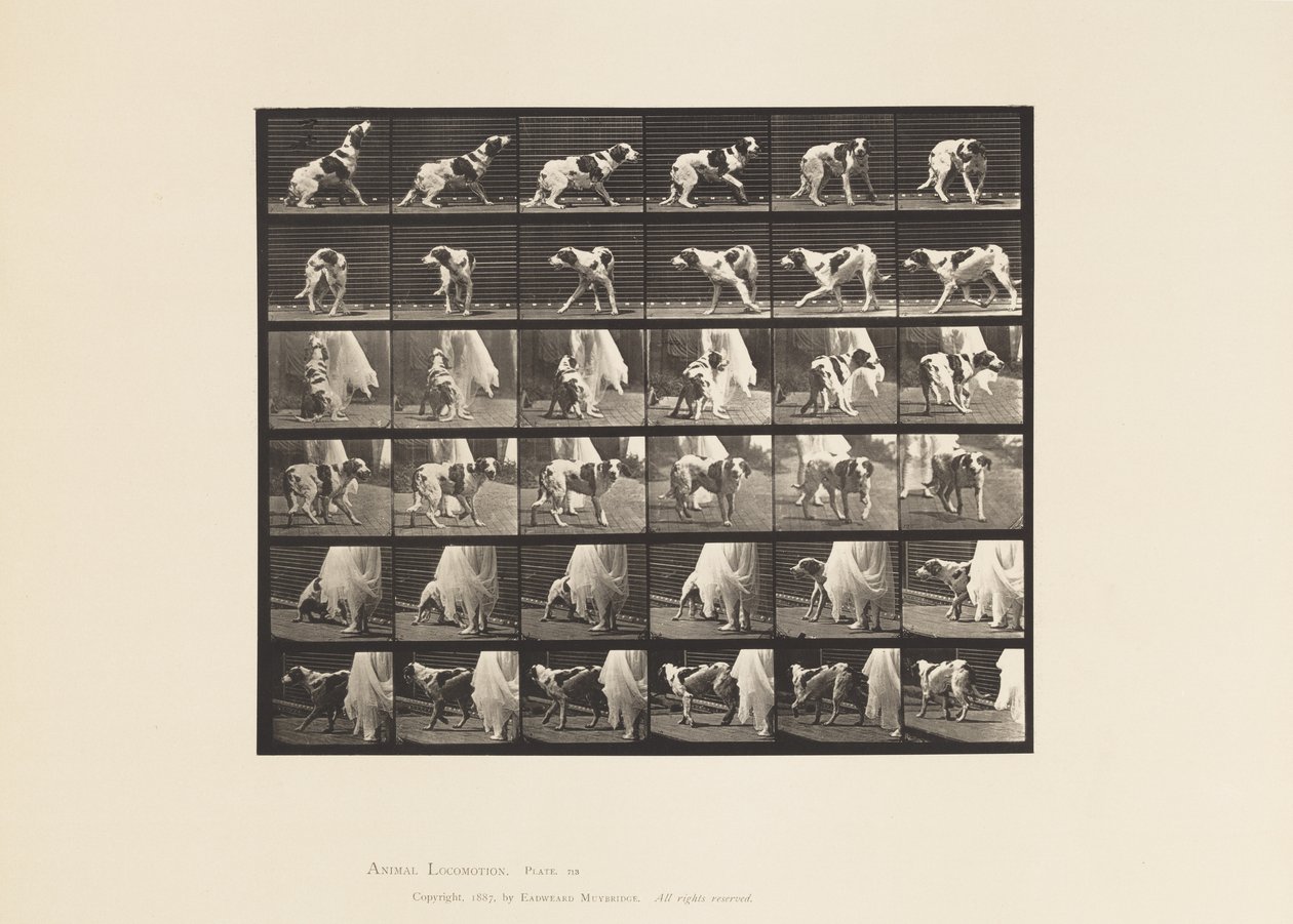 tábla 713. Kutya; Megfordulás stb.; Kate szetter alkotó: Eadweard Muybridge