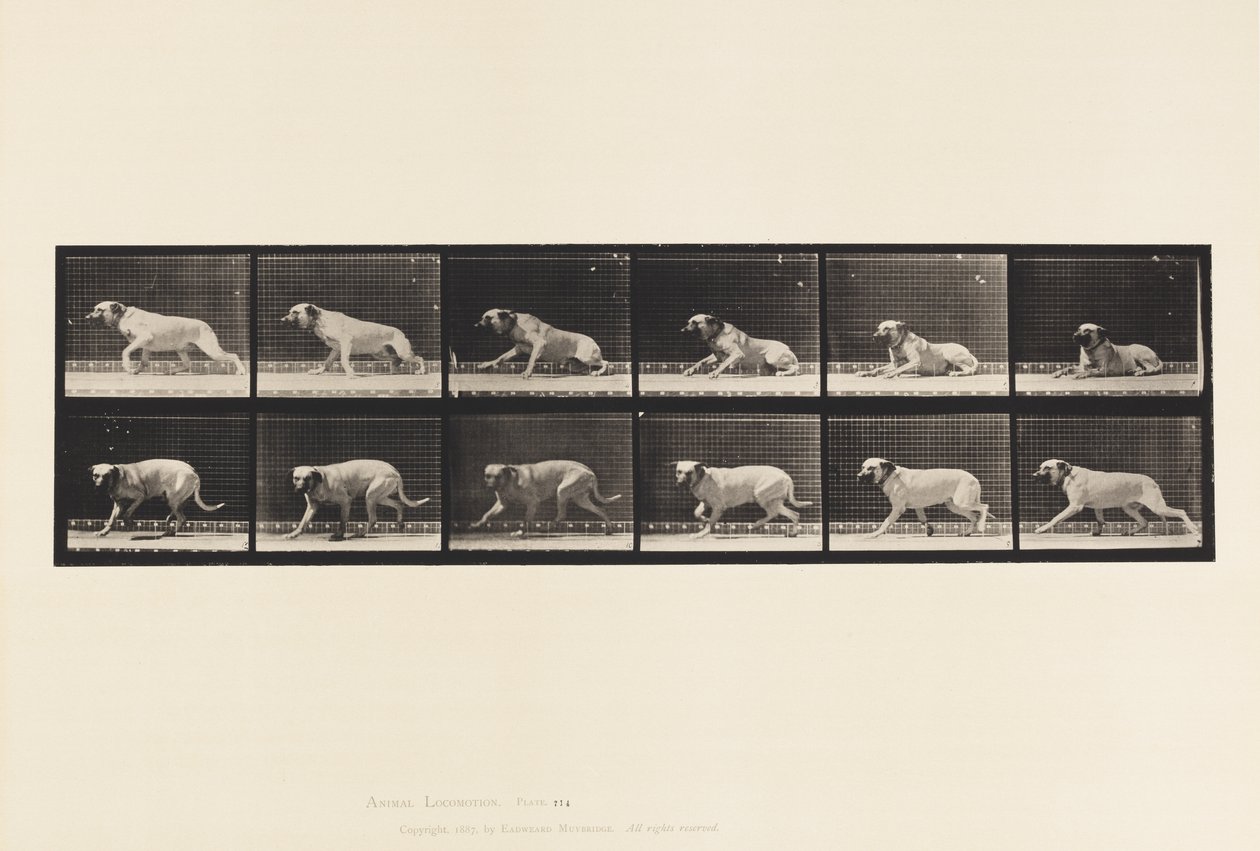 tábla 714. Kutya; Torpedó keltette fel; Masztiff-Smith alkotó: Eadweard Muybridge