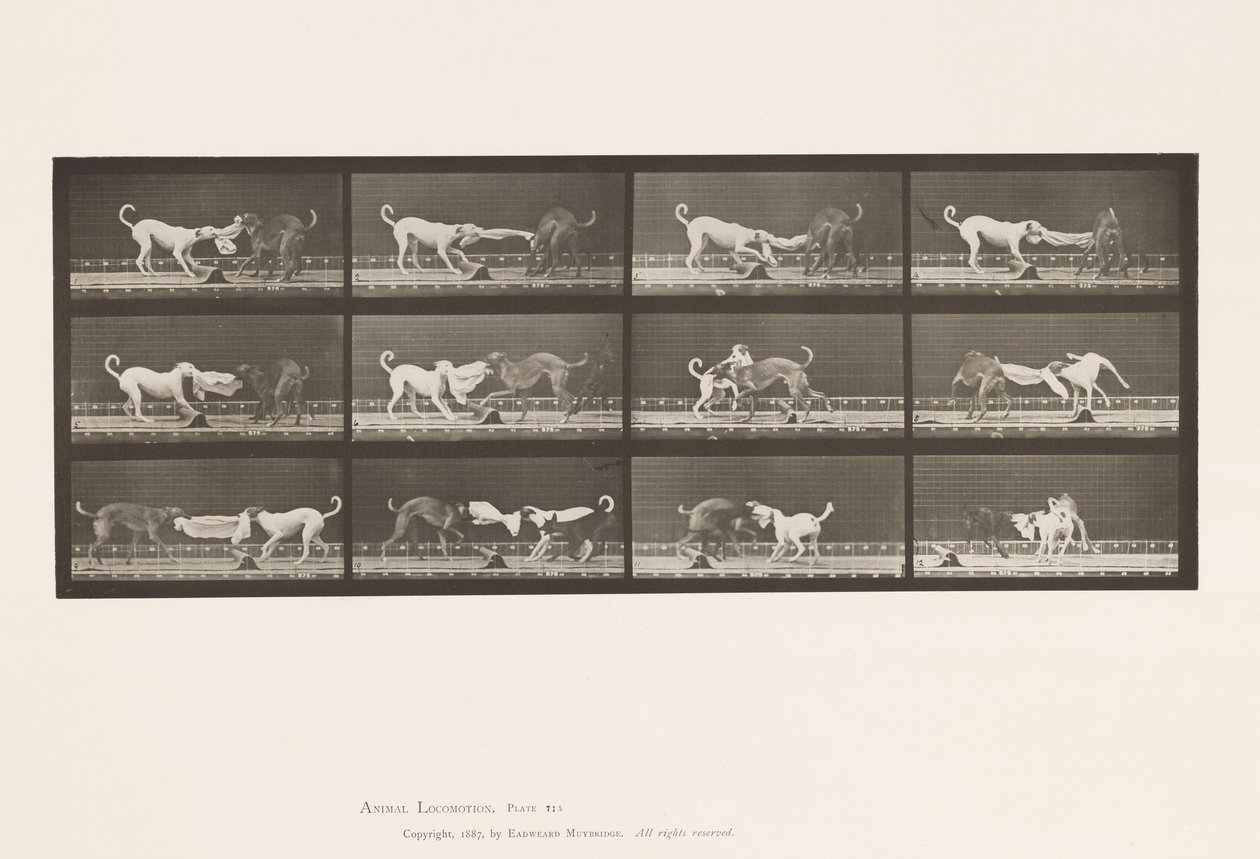 tábla 715. Kutyák; Három, Törülközőt rángat, Ike, Maggie stb. alkotó: Eadweard Muybridge