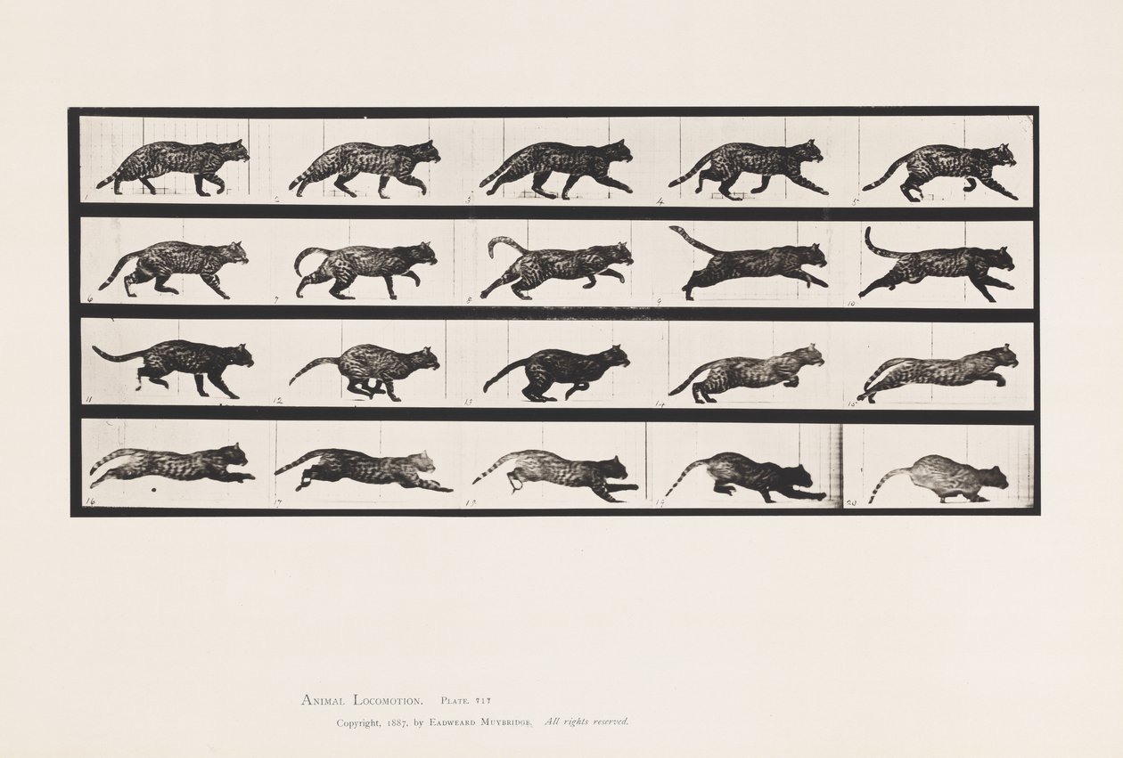 tábla 717. Cat; Ügető; Válts Vágtára alkotó: Eadweard Muybridge