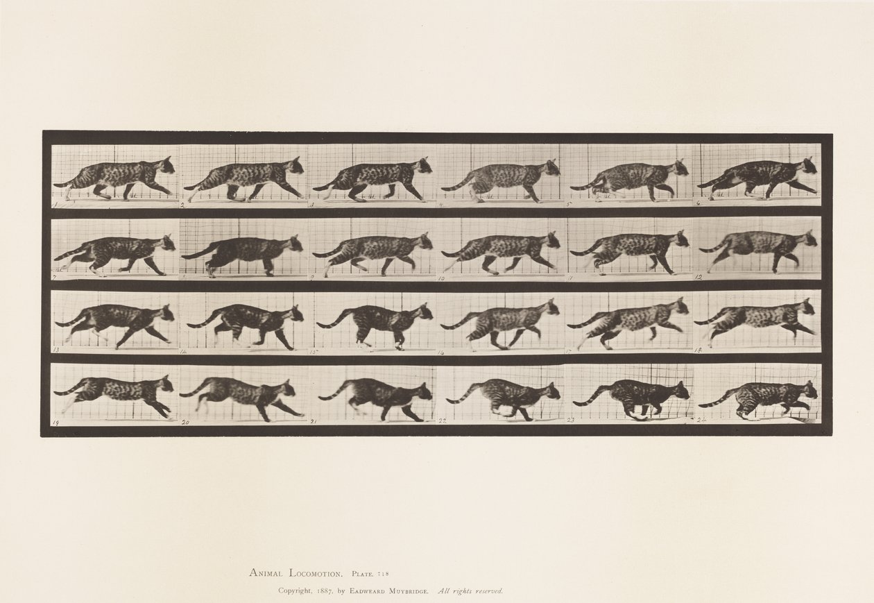 tábla 718. Cat; Ügető; Válts Vágtára alkotó: Eadweard Muybridge