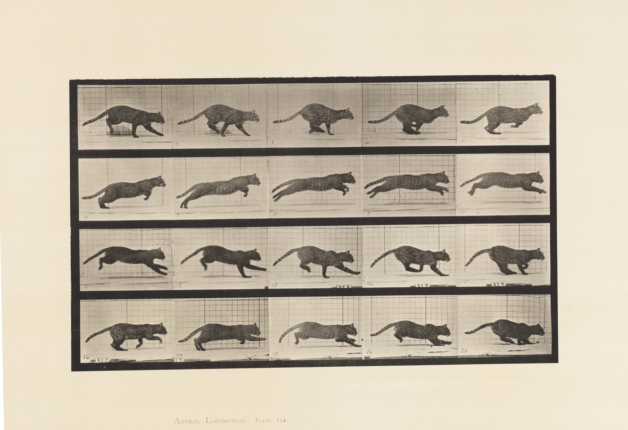 tábla 719. Cat; Galoppozó alkotó: Eadweard Muybridge