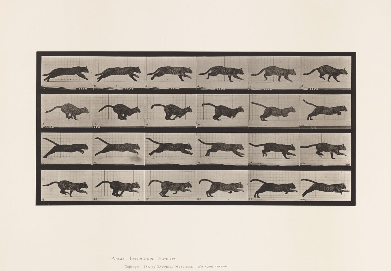 tábla 720. Cat; Galoppozó alkotó: Eadweard Muybridge