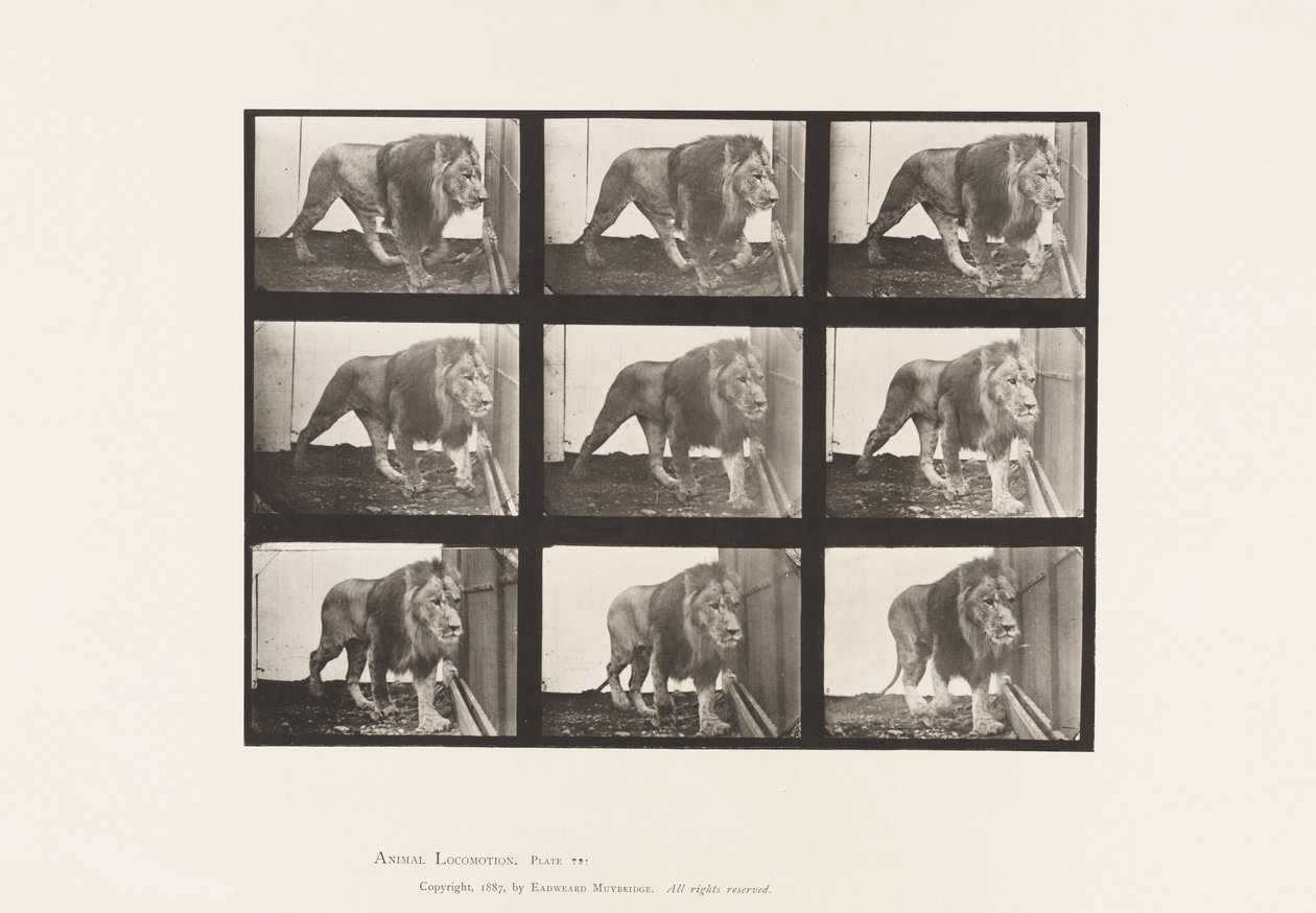 tábla 721. Oroszlán; Séta alkotó: Eadweard Muybridge