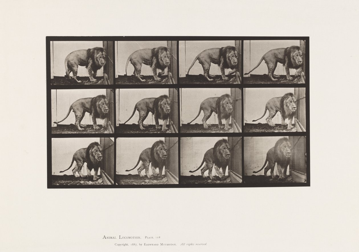 tábla 723. Oroszlán; Séta, megfordulás alkotó: Eadweard Muybridge