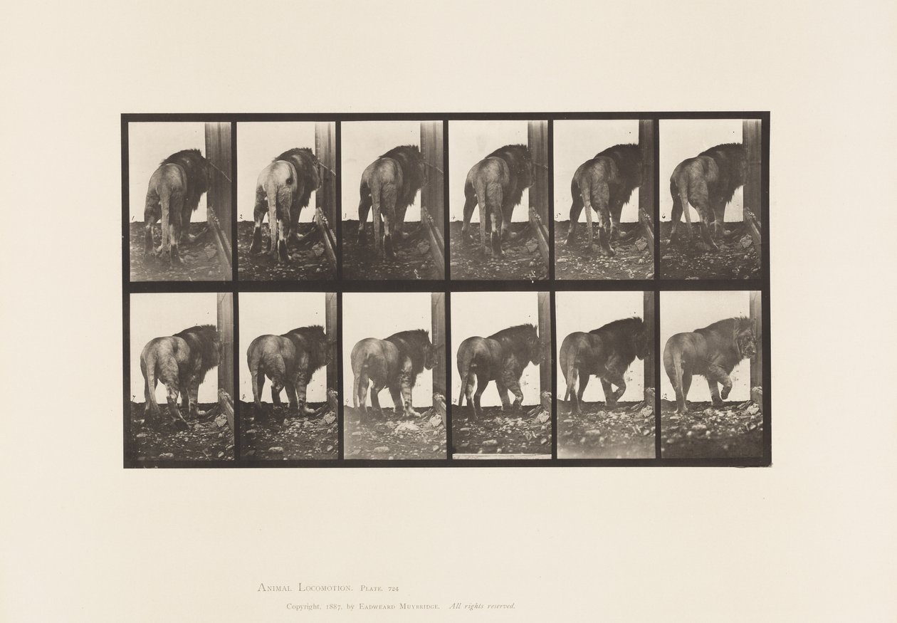 tábla 724. Oroszlán; Séta, megfordulás alkotó: Eadweard Muybridge