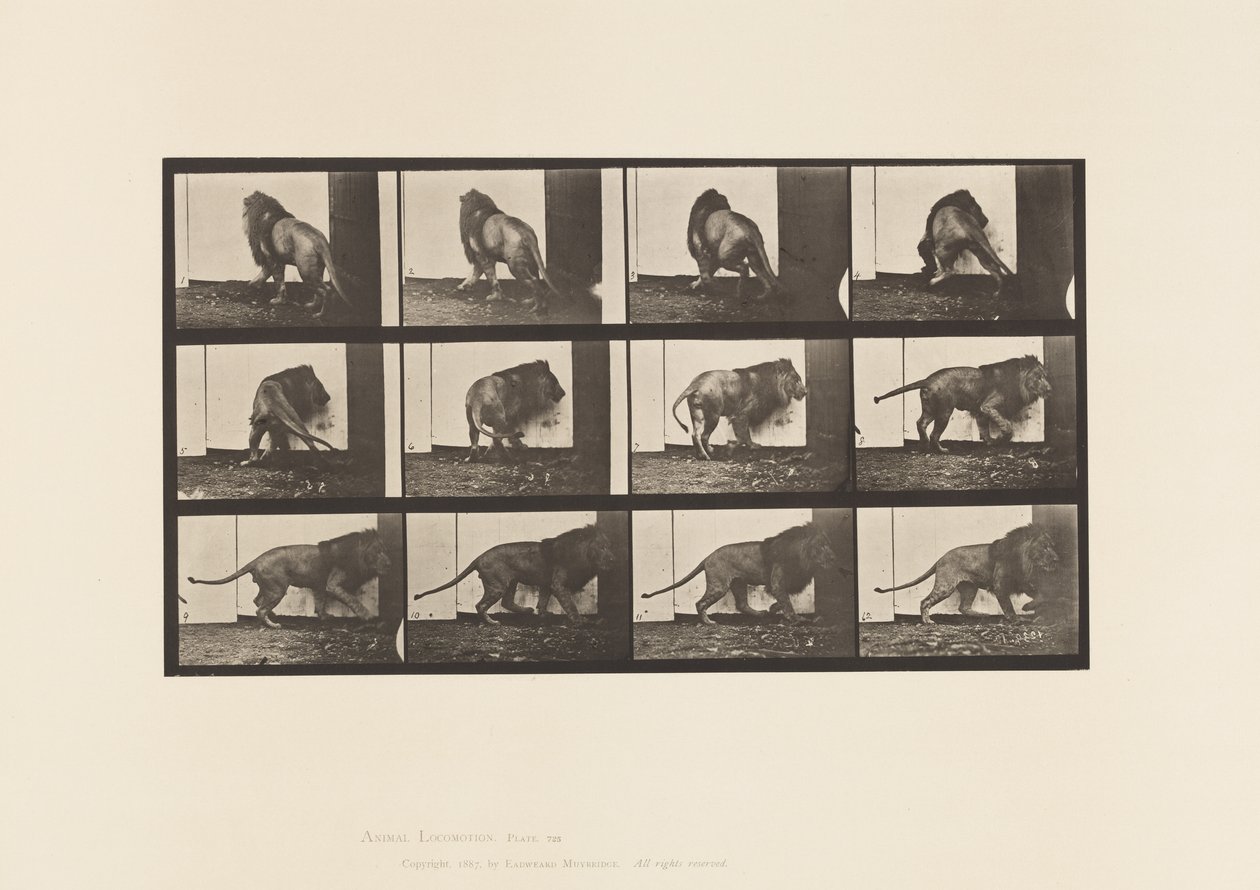 tábla 725. Oroszlán; Séta, megfordulás alkotó: Eadweard Muybridge
