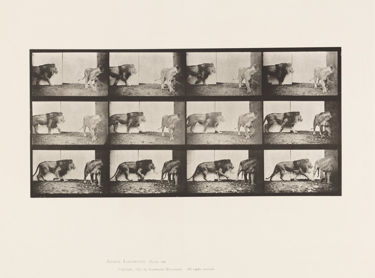 tábla 726. Oroszlán és Oroszlán; Séta alkotó: Eadweard Muybridge