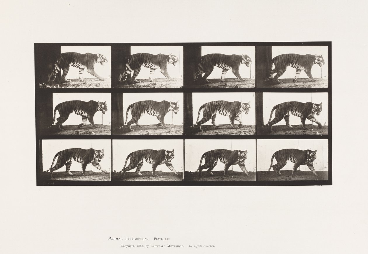 tábla 729. Tigris; Séta alkotó: Eadweard Muybridge