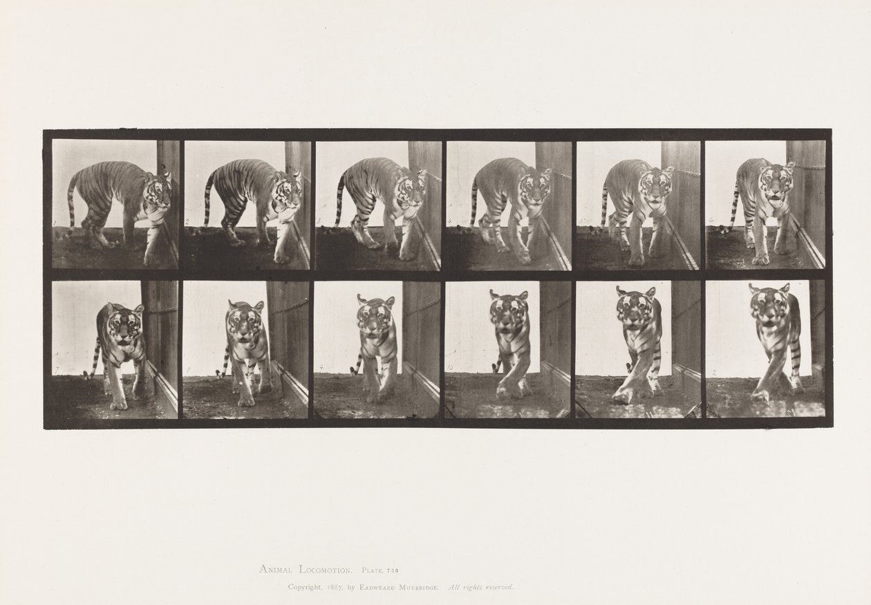 tábla 730. Tigris; Séta; Megfordulás alkotó: Eadweard Muybridge