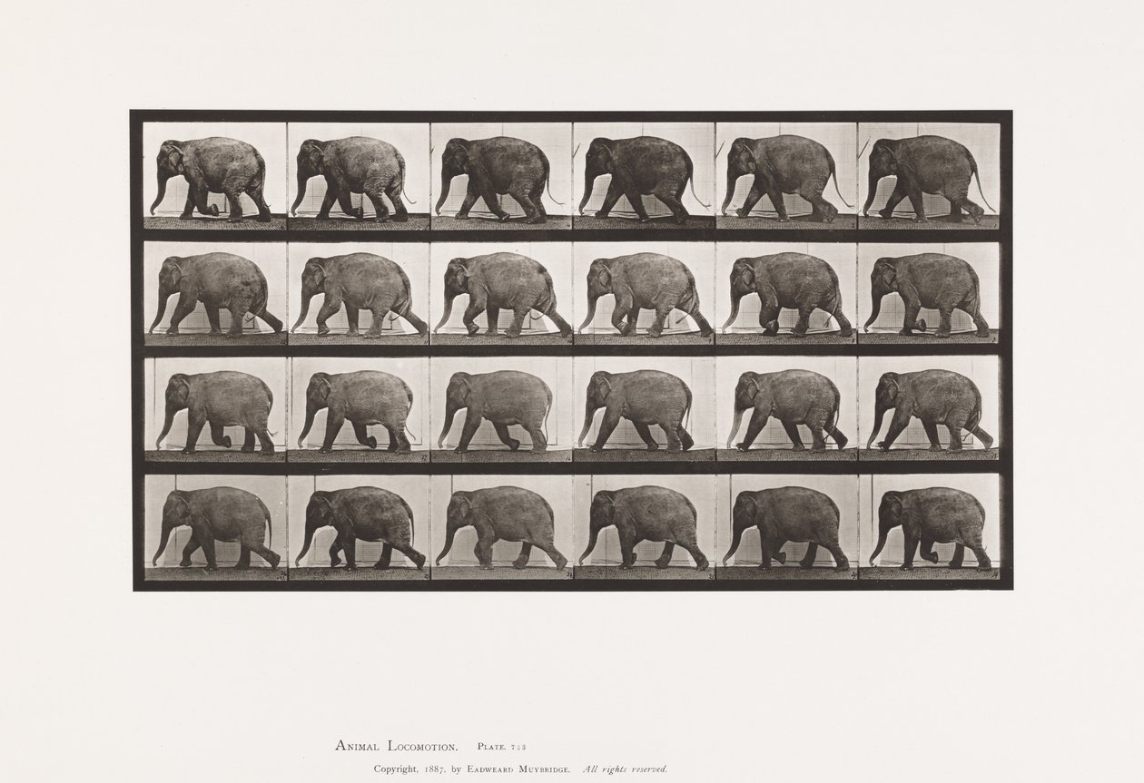 tábla 733. Elefánt; Séta alkotó: Eadweard Muybridge
