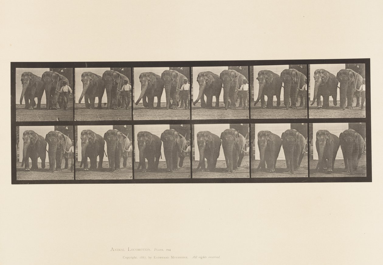 tábla 734. Elefántok; Kettő, séta alkotó: Eadweard Muybridge