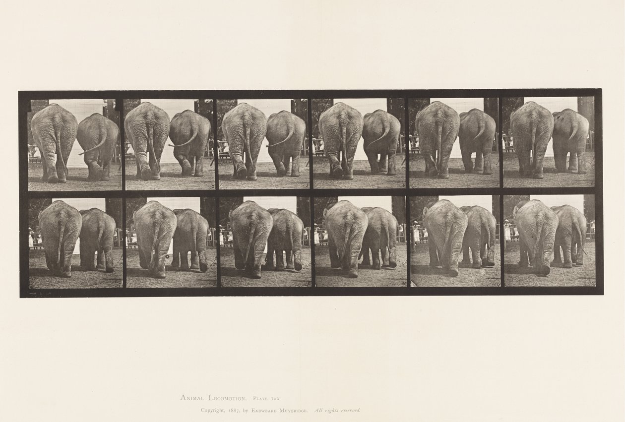 735. tábla. Elefántok; Kettő, séta alkotó: Eadweard Muybridge