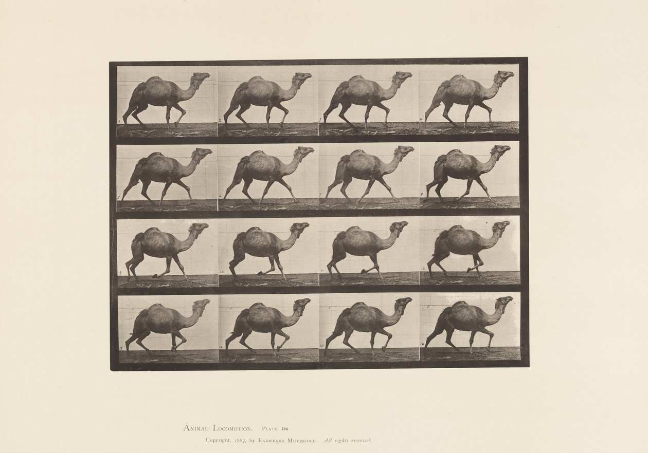 tábla 736. Egyiptomi teve; Racking alkotó: Eadweard Muybridge