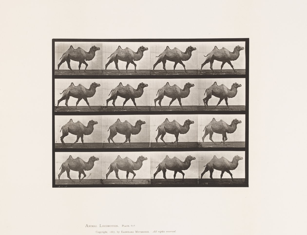 tábla 737. Baktriai teve; Séta alkotó: Eadweard Muybridge