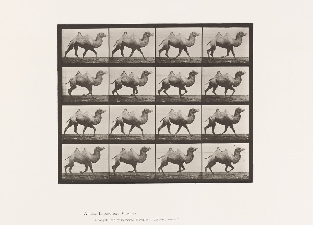 tábla 738. Baktriai teve; Racking alkotó: Eadweard Muybridge