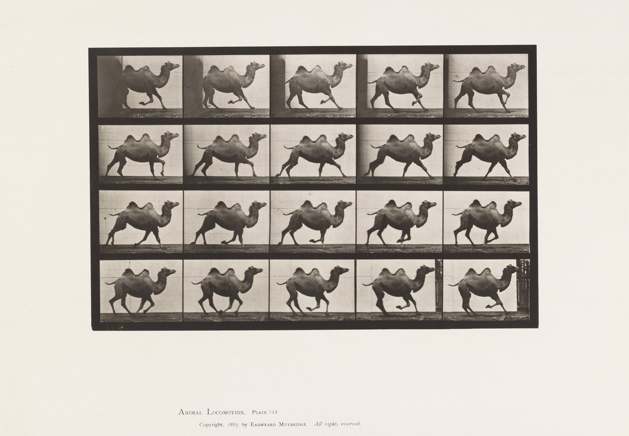 tábla 739. Baktriai teve; Galoppozó alkotó: Eadweard Muybridge
