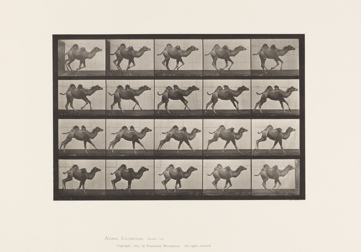 740. tábla Baktriai teve; (Fiatal), Vágtázó alkotó: Eadweard Muybridge