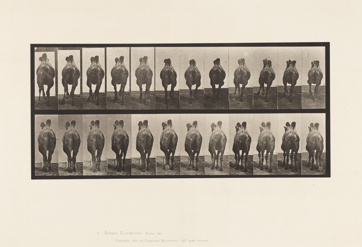 741. tábla Baktriai teve; A, Séta; B, állványozás alkotó: Eadweard Muybridge