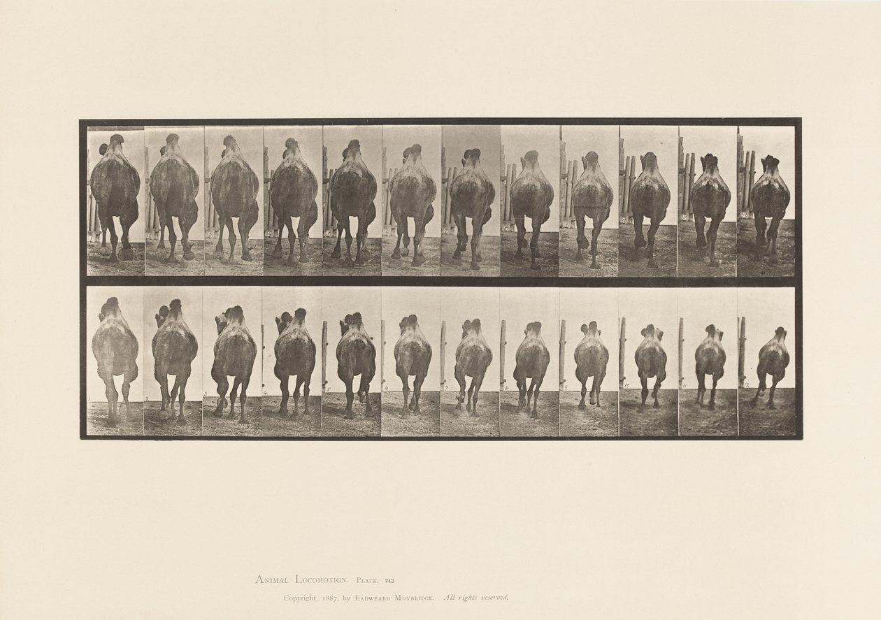 tábla 742. Baktriai teve; A, állványok; B, Vágtázó alkotó: Eadweard Muybridge