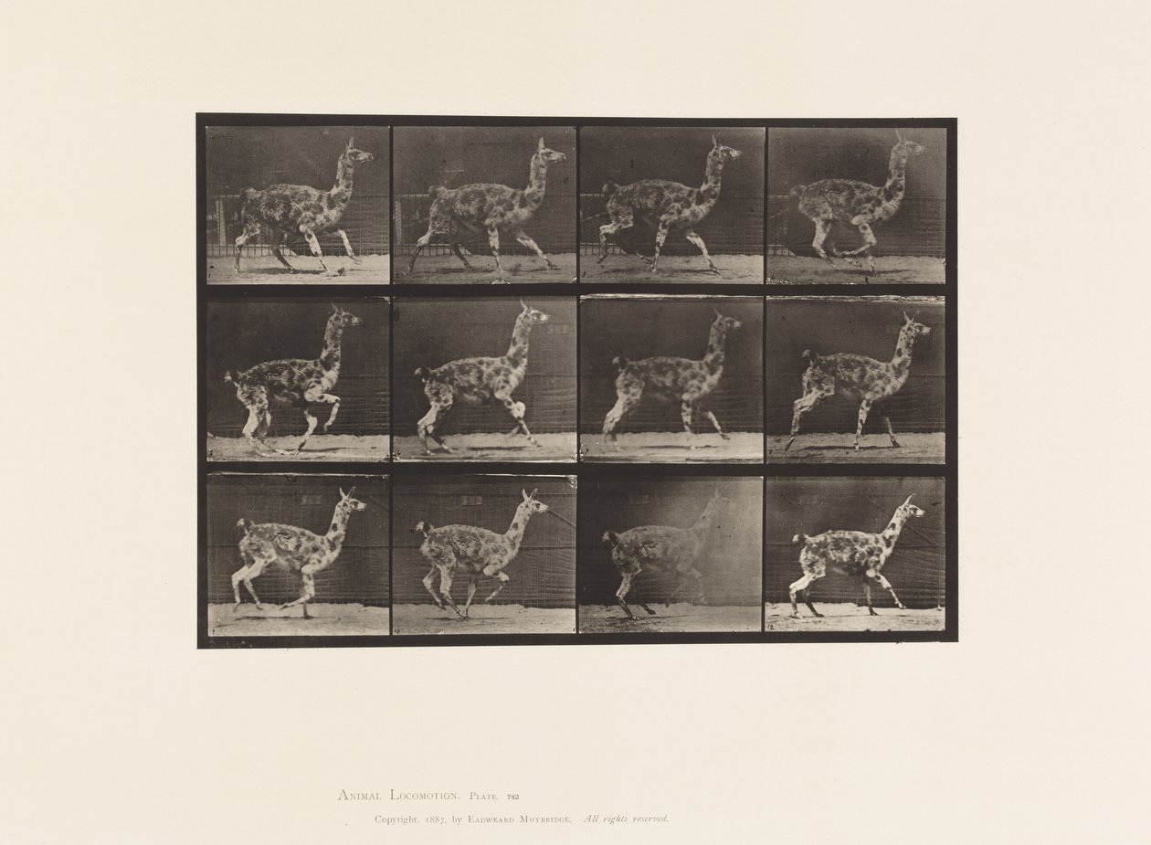 tábla 743. Guanaco; Galoppozó alkotó: Eadweard Muybridge