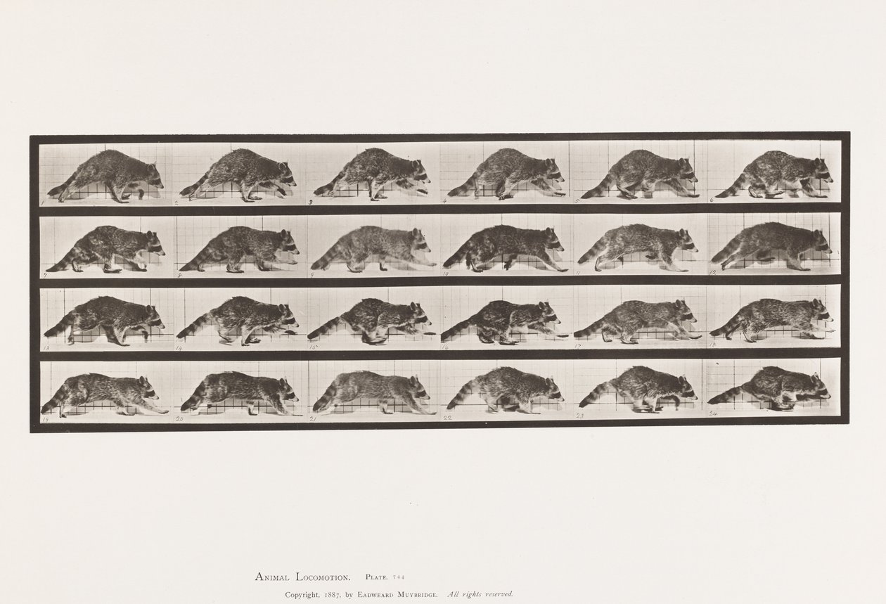 tábla 744. Mosómedve; Séta; Válts Vágtára alkotó: Eadweard Muybridge